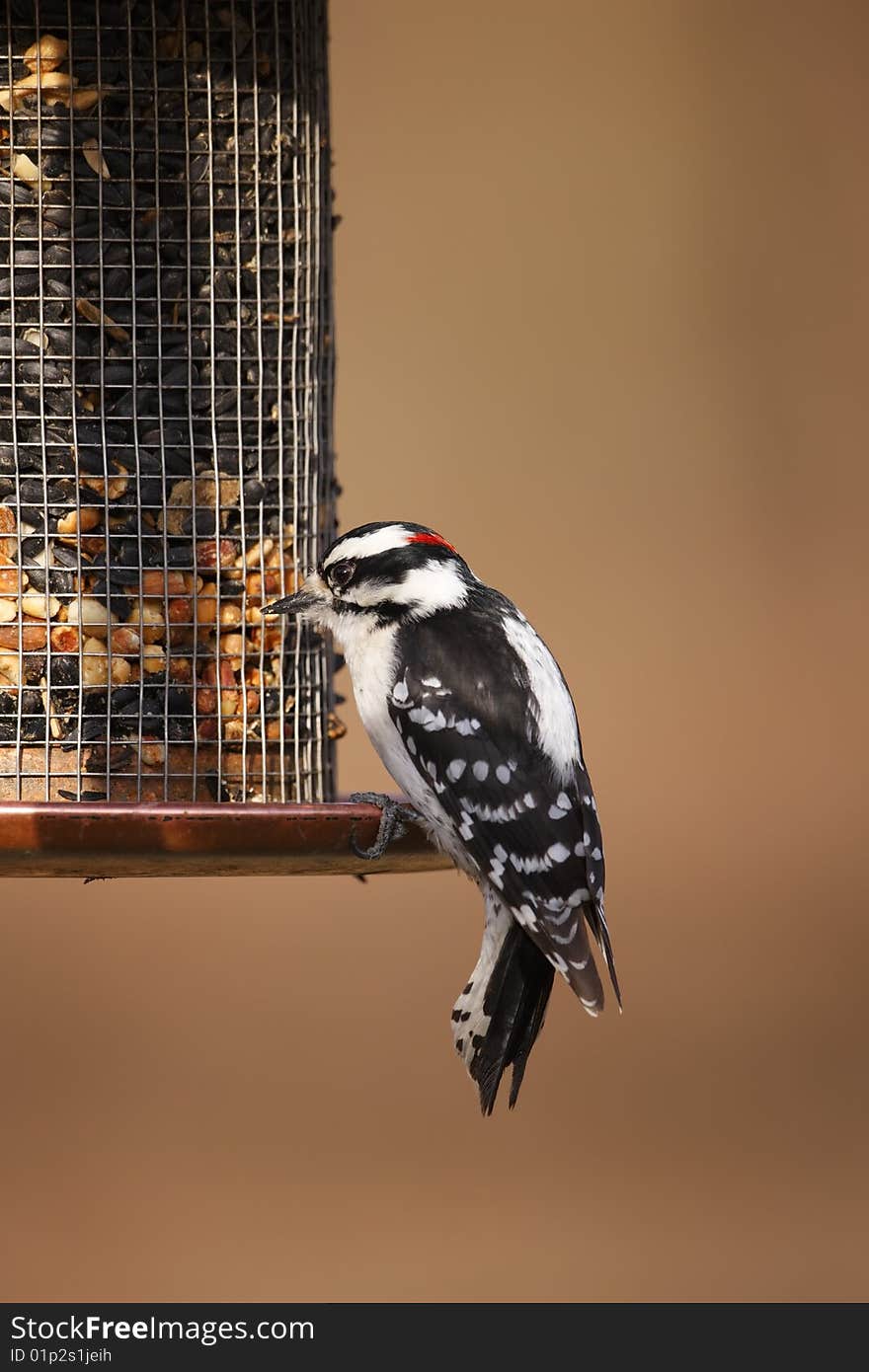 Downy Woodpecker (Picoides pubescens medianus), male on a feeder.