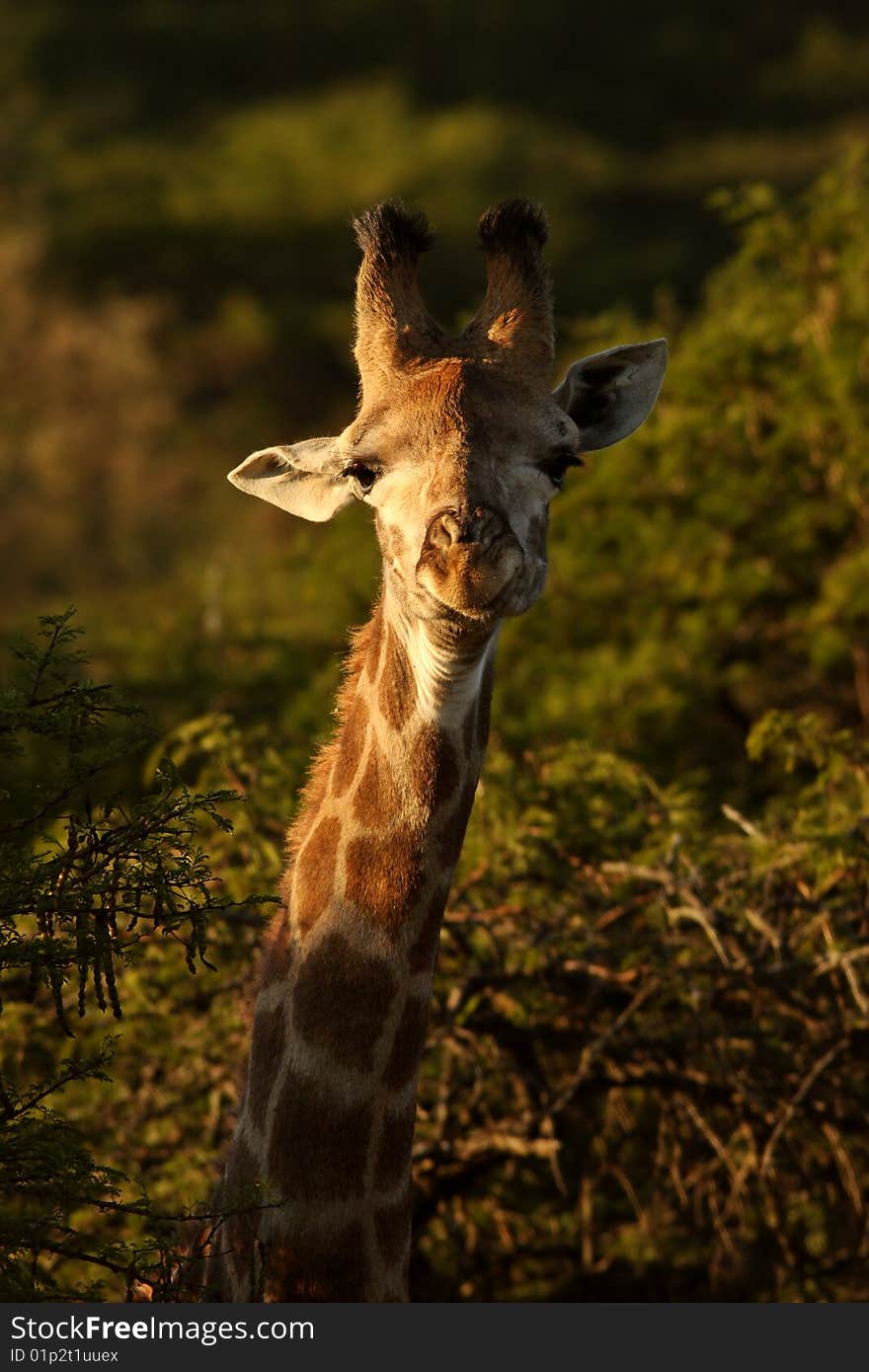 Image of a young Giraffe between some Acacia Trees.