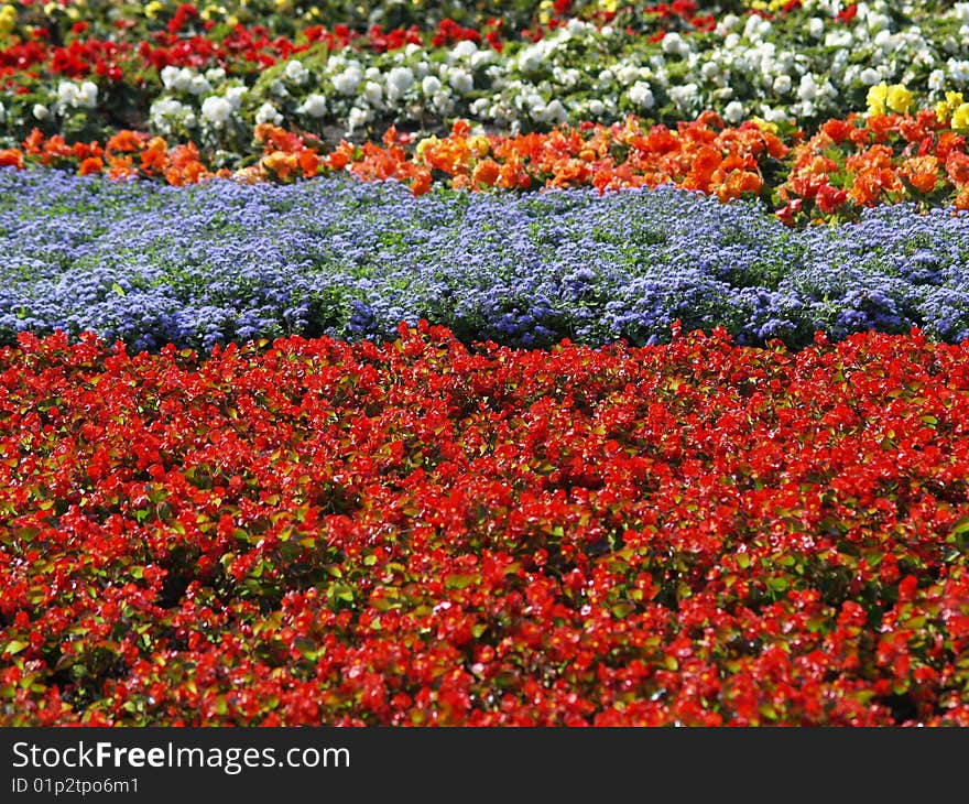 Colorful flowers arranged in rows. Colorful flowers arranged in rows