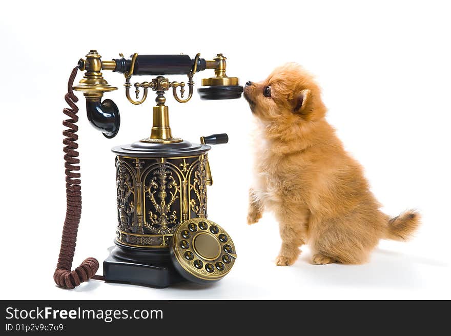 Puppy of a spitz-dog with phone