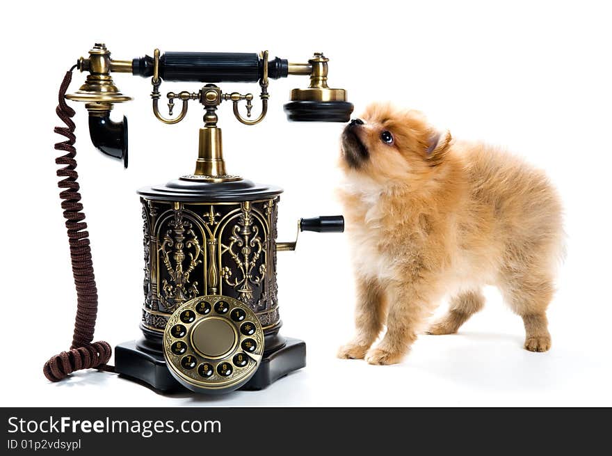 Puppy Of A Spitz-dog With Phone