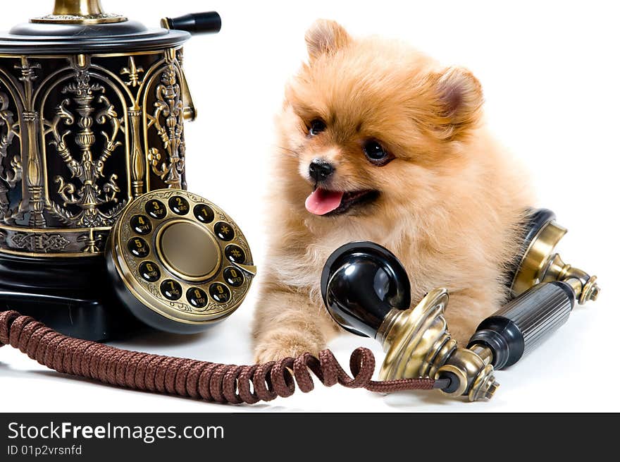 Puppy of a spitz-dog with phone