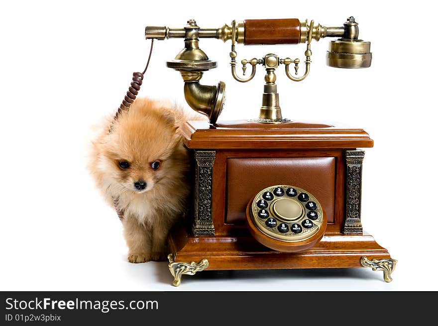 Puppy of a spitz-dog with phone