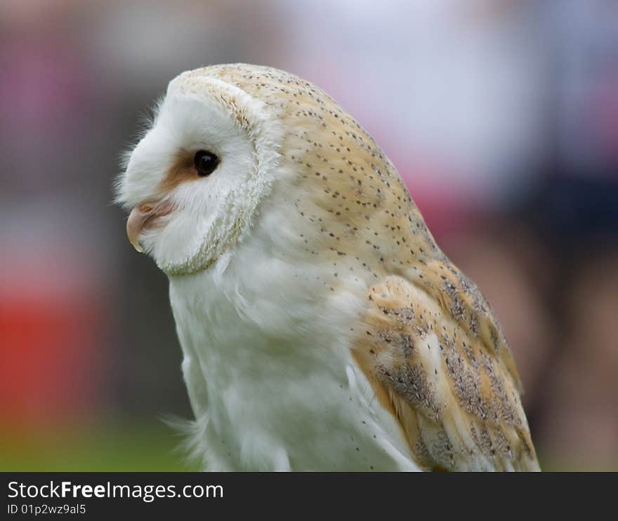 Barn Owl