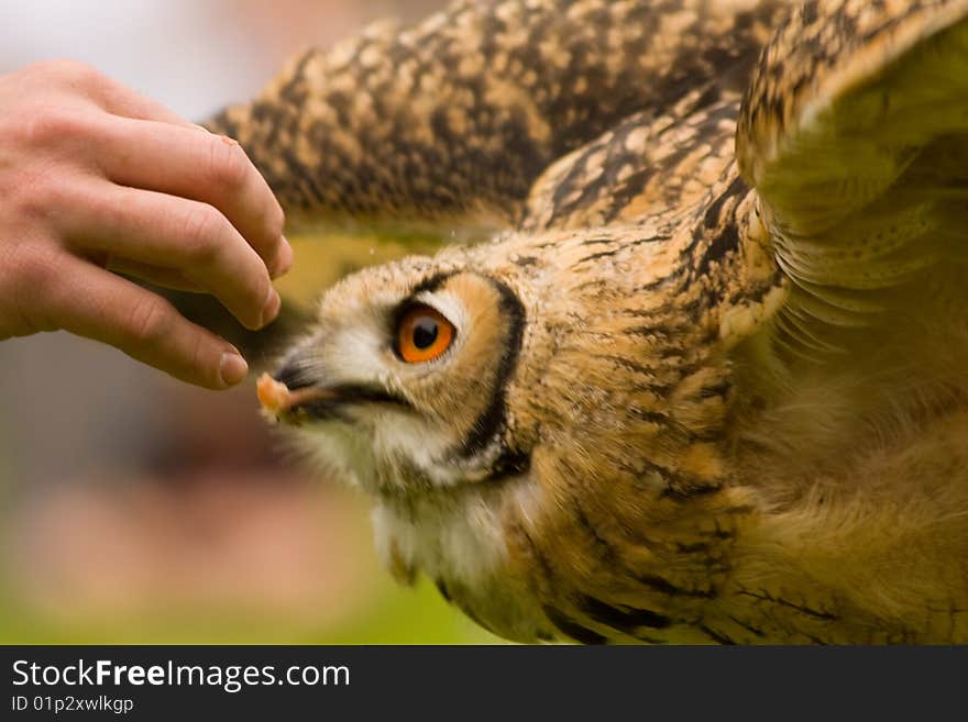 A young bengal eagle owl bird of prey