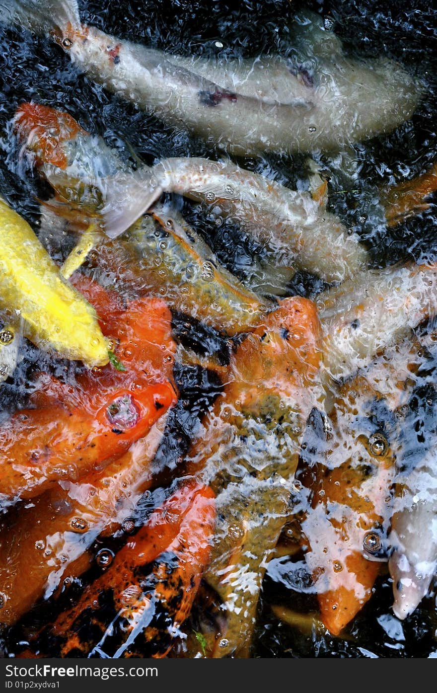 This is a view of a natural Japanese Koi Pond.