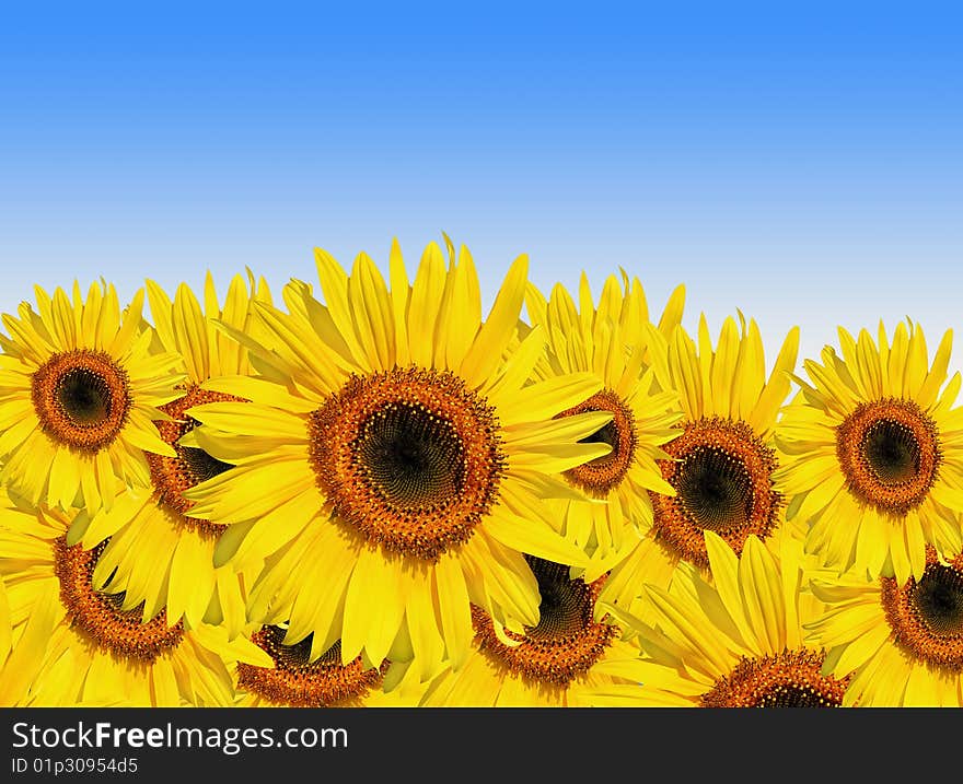 Sunflowers in full bloom set against a blue sky background. Sunflowers in full bloom set against a blue sky background.