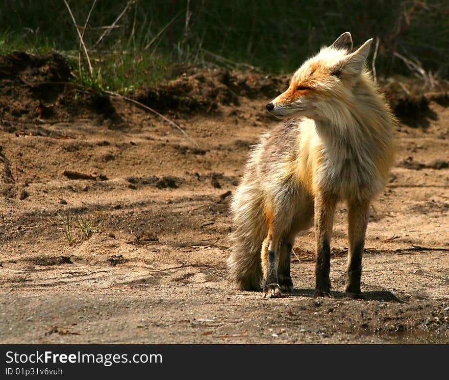 Red Fox 14