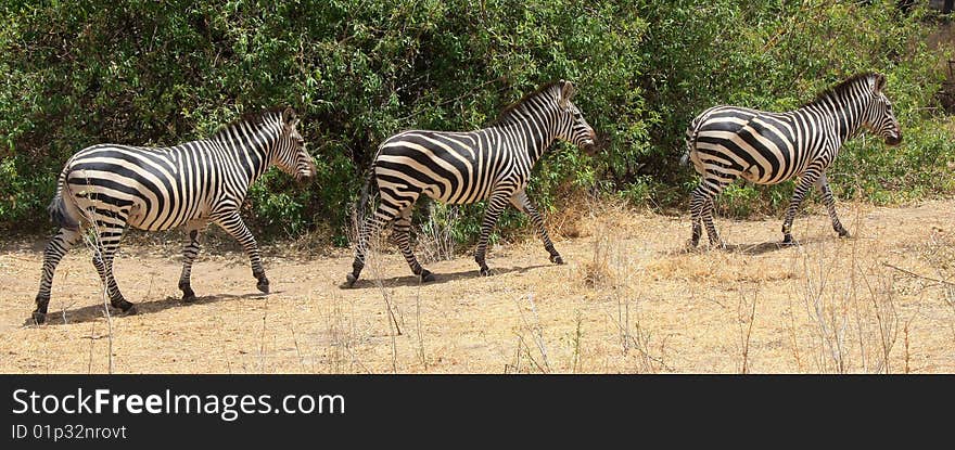 Zebras walking over the bush. National park Ruaha, Tanzania