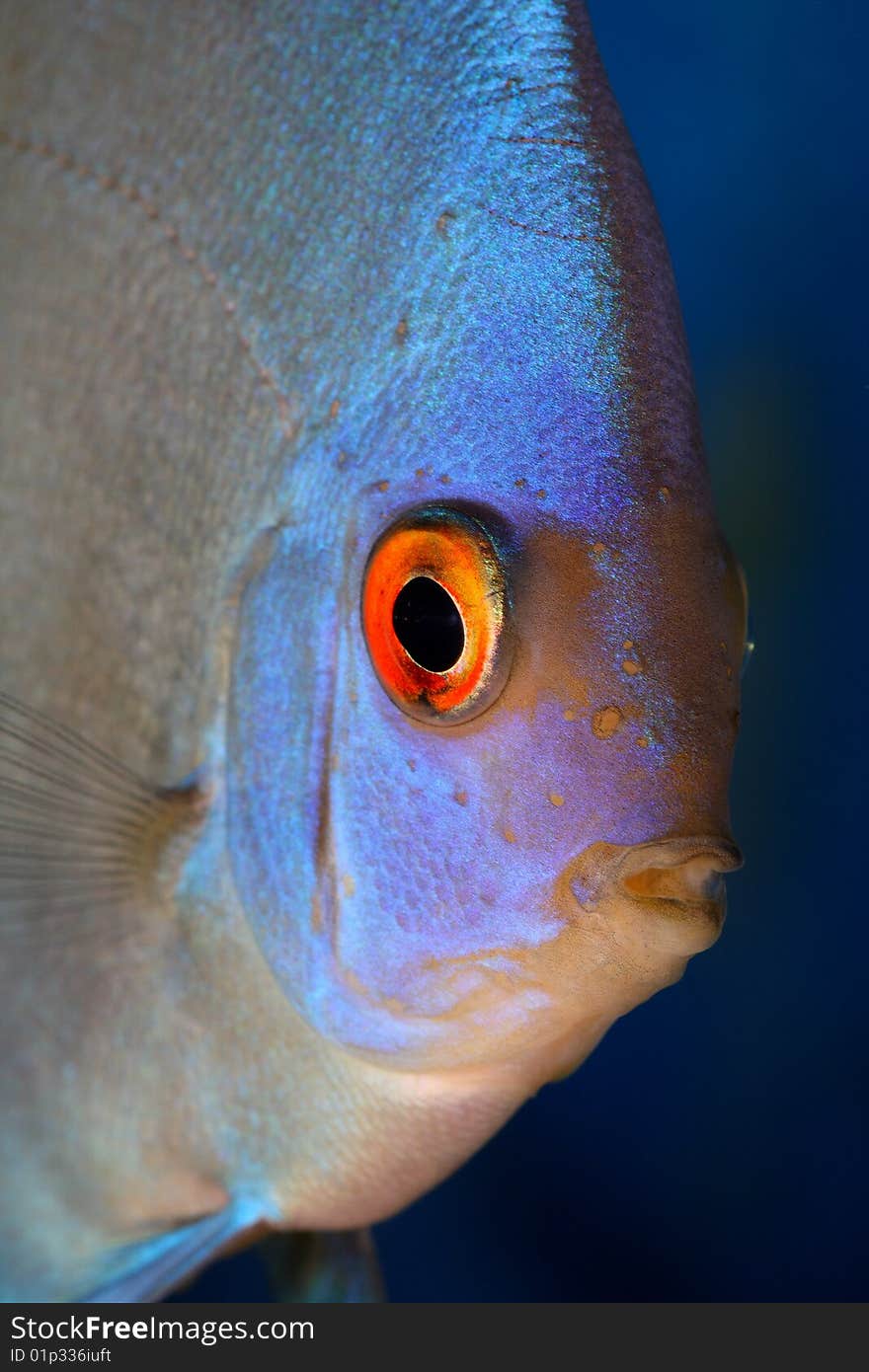 Discus head close up shot in aquarium