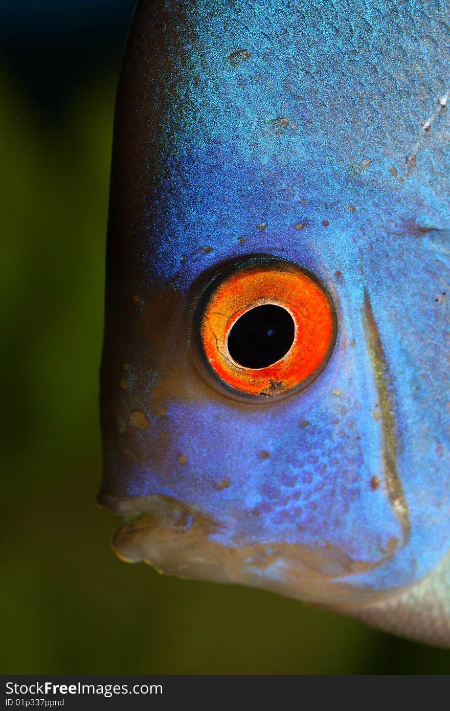 Discus head close up shot in aquarium