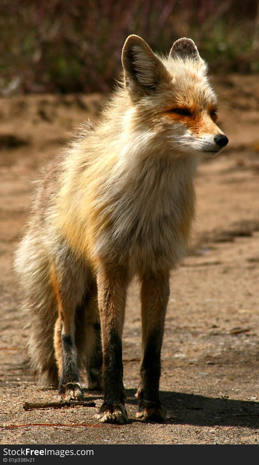 Red fox with scruffy spring coat, Idaho. Red fox with scruffy spring coat, Idaho