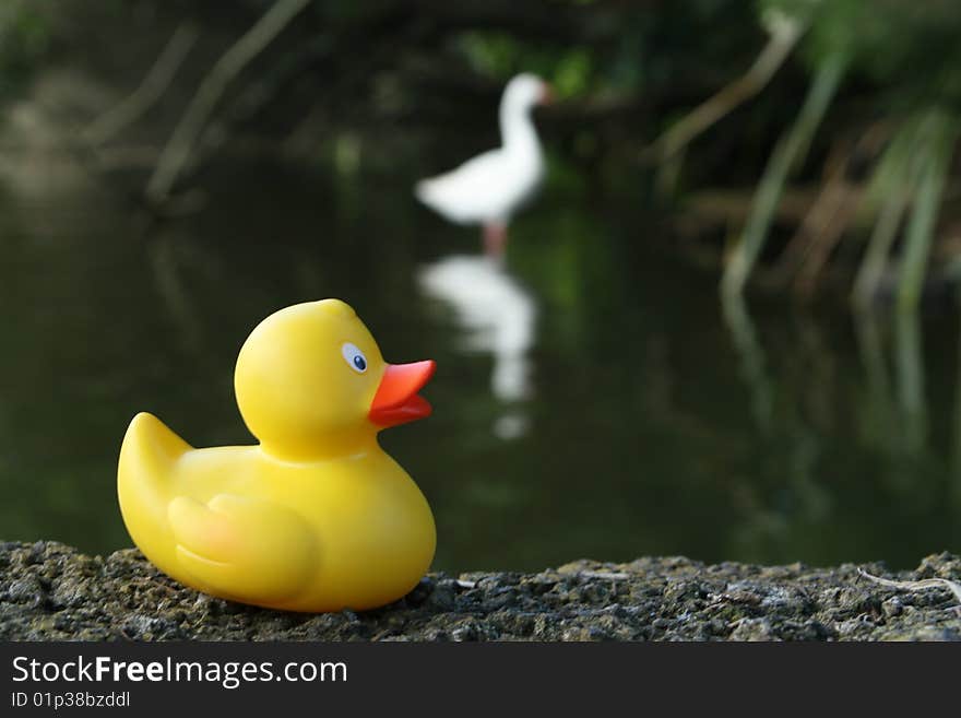 Funny picture of a plastic and a real duck compared. Funny picture of a plastic and a real duck compared