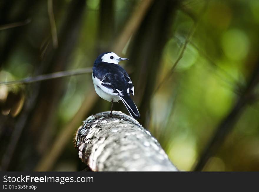 Bird in tree