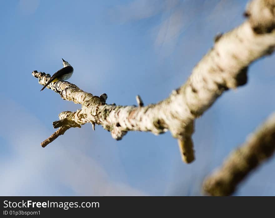 Bird on the tree trunk