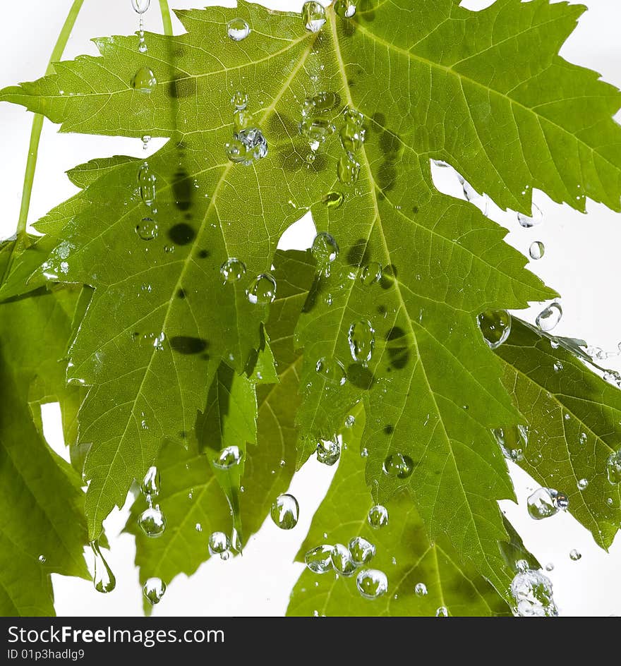 Texture leaf with water drops.Nanure