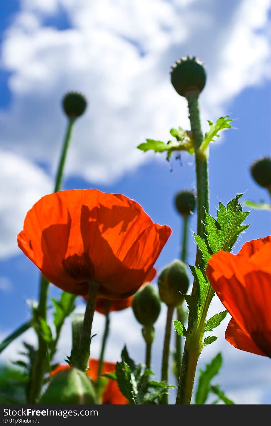 Poppies on green field skyline.