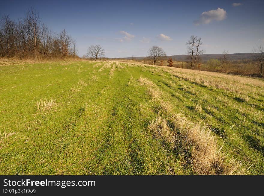 Meadow and forest on the hill