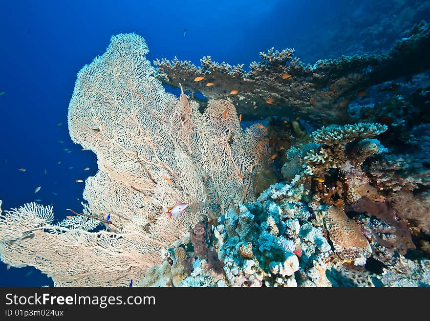 Coral and fish taken in the red sea.