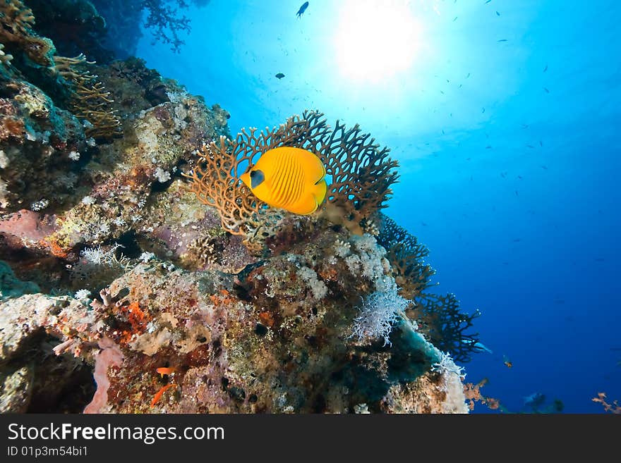 Coral and fish taken in the red sea.