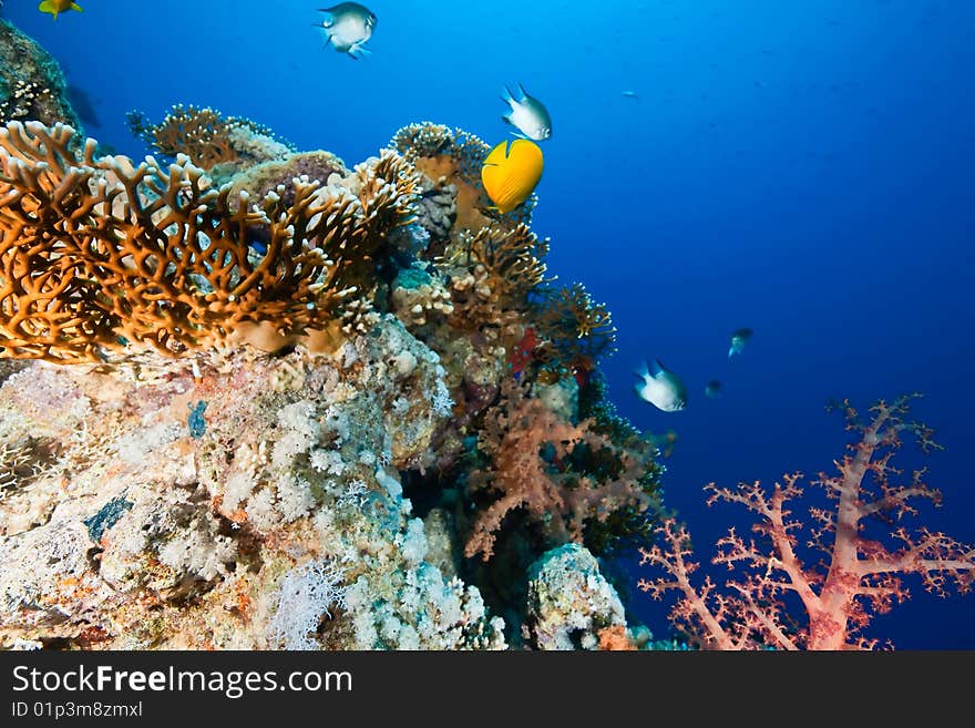 Coral and fish taken in the red sea.