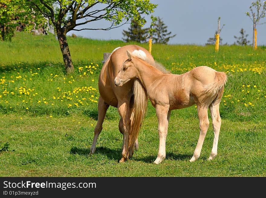 Young foal,here 20 daye is every time close by mother as possible.