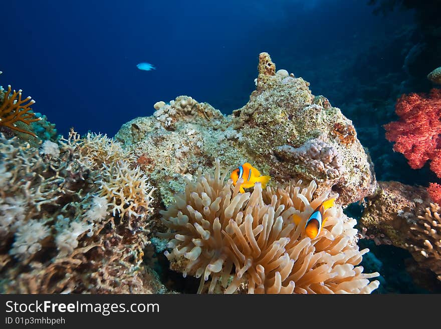 Coral and fish taken in the red sea.