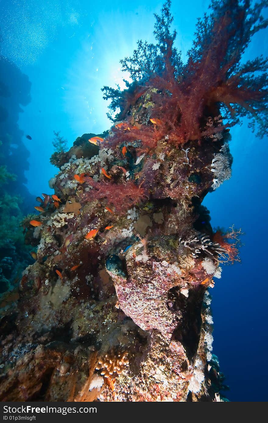 Coral and fish taken in the red sea.