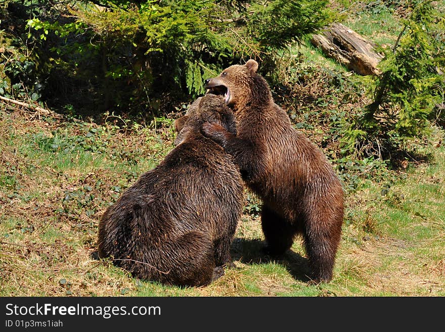 Brown Bears In Fight