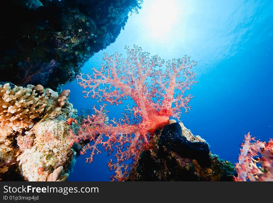 Coral and fish taken in the red sea.