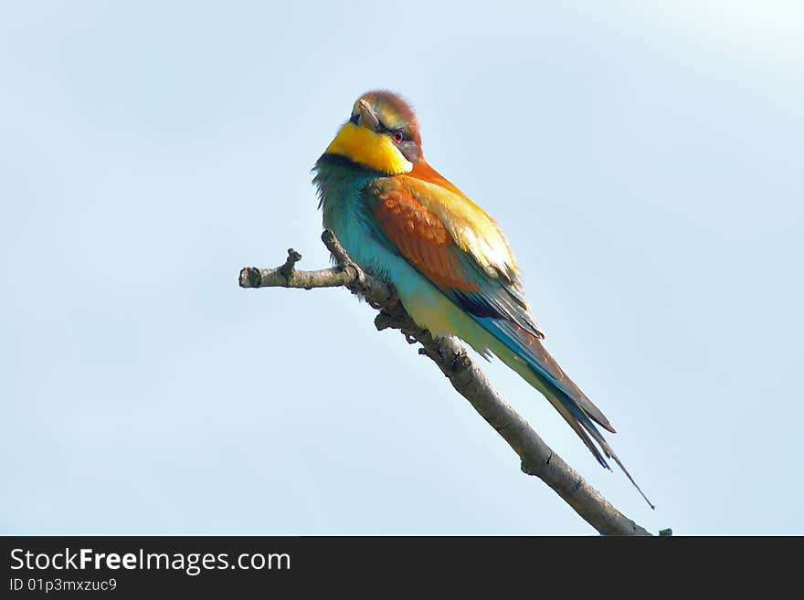 Rare bee-eaters in unique bird area Velke Pavlovice, Czech republic. Rare bee-eaters in unique bird area Velke Pavlovice, Czech republic.