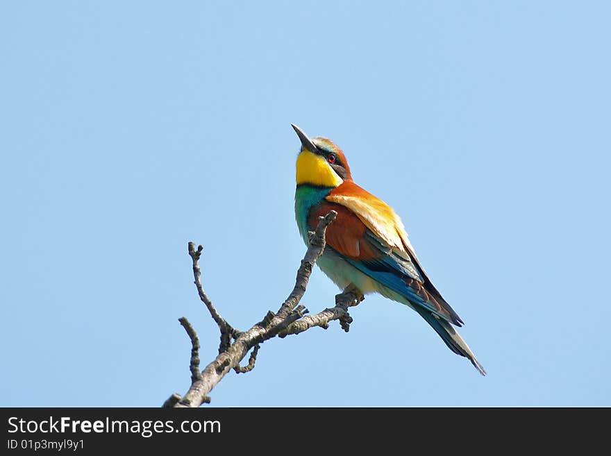 Rare bee-eaters in unique bird area Velke Pavlovice, Czech republic. Rare bee-eaters in unique bird area Velke Pavlovice, Czech republic.