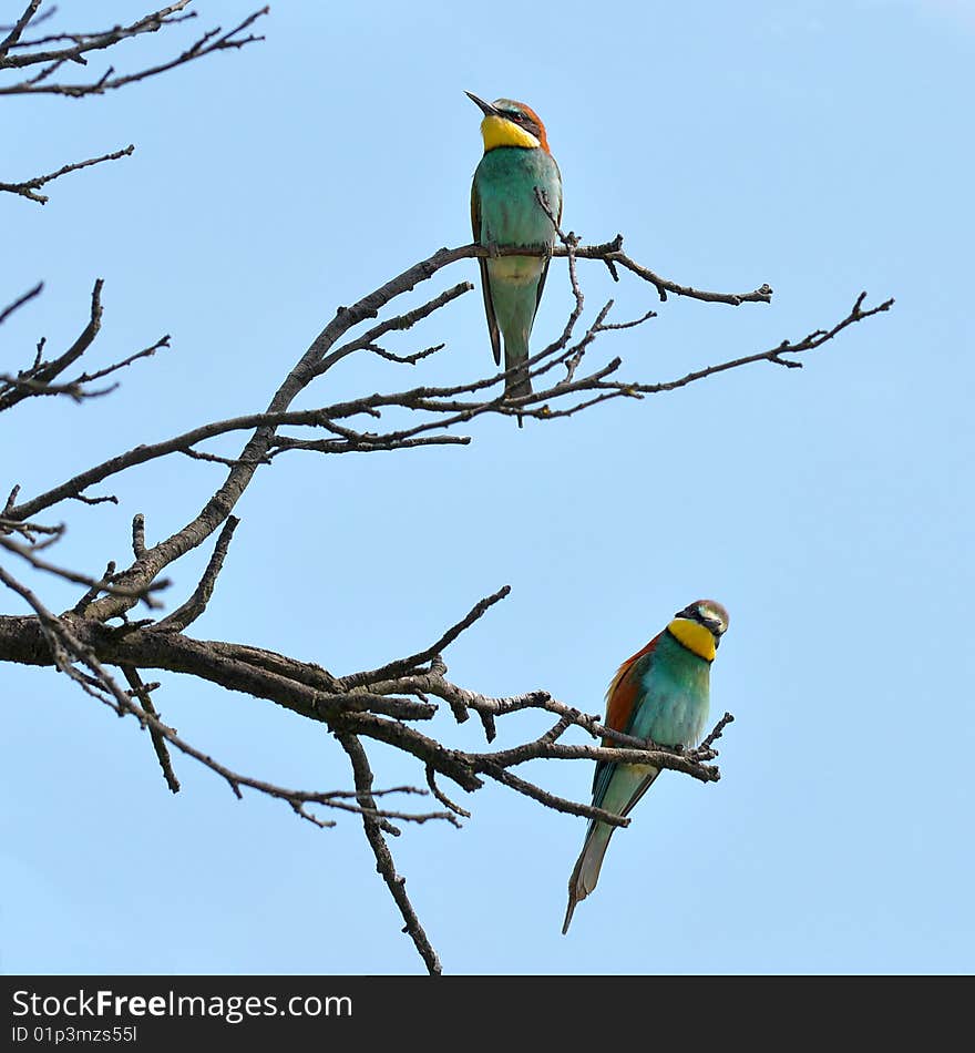 Rare bee-eaters in unique bird area Velke Pavlovice, Czech republic. Rare bee-eaters in unique bird area Velke Pavlovice, Czech republic.