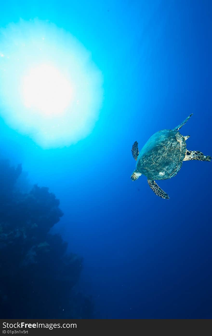 Ocean and hawksbill turtle