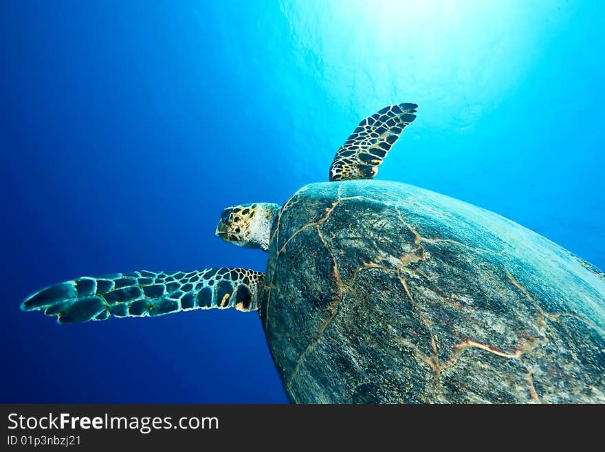 Ocean and hawksbill turtle