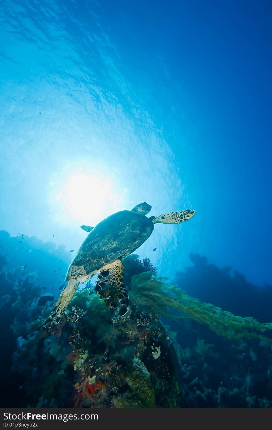 Ocean And Hawksbill Turtle