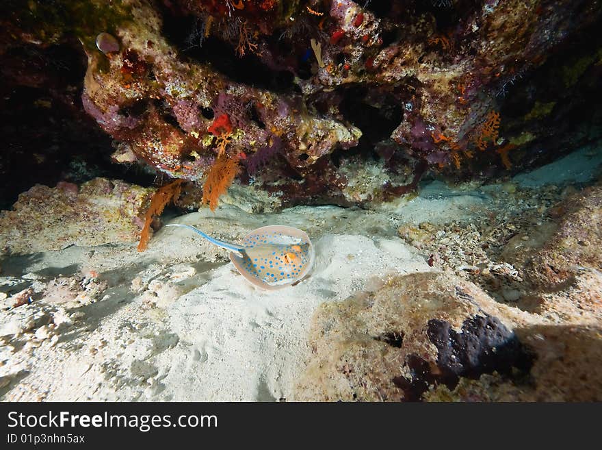 Coral And Bluespotted Stingray