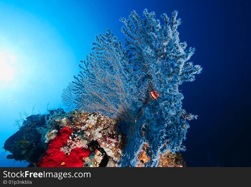 Coral and fish taken in the red sea.