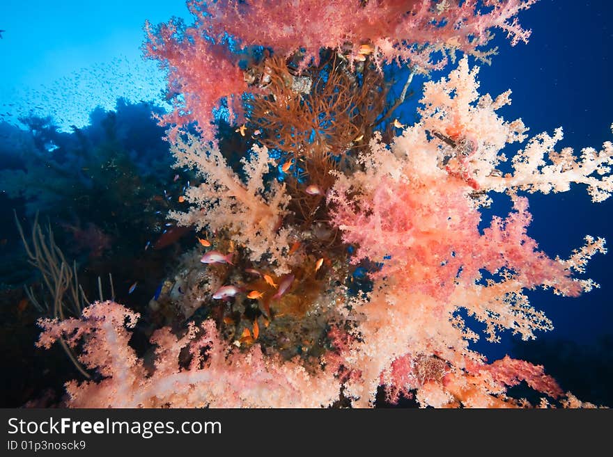 Coral and fish taken in the red sea.