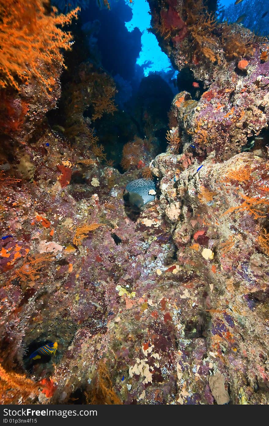 Coral and fish taken in the red sea.