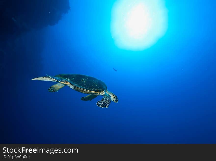 Ocean and hawksbill turtle