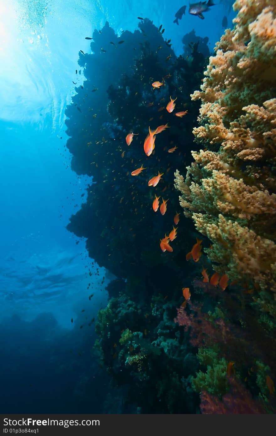 Coral and fish taken in the red sea.