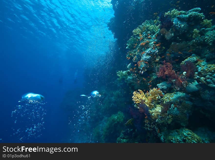 Coral and fish taken in the red sea.