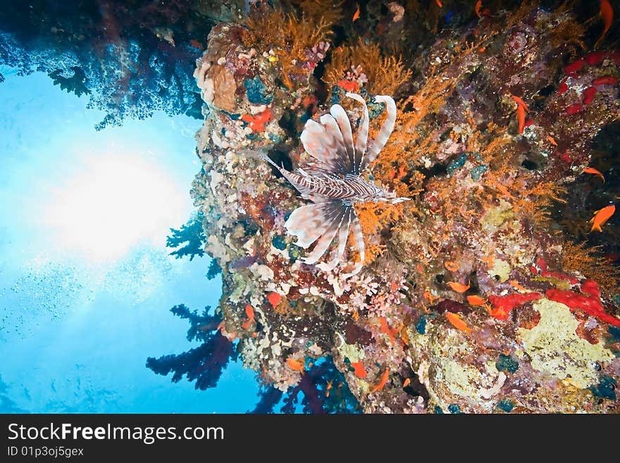 Coral and fish taken in the red sea.