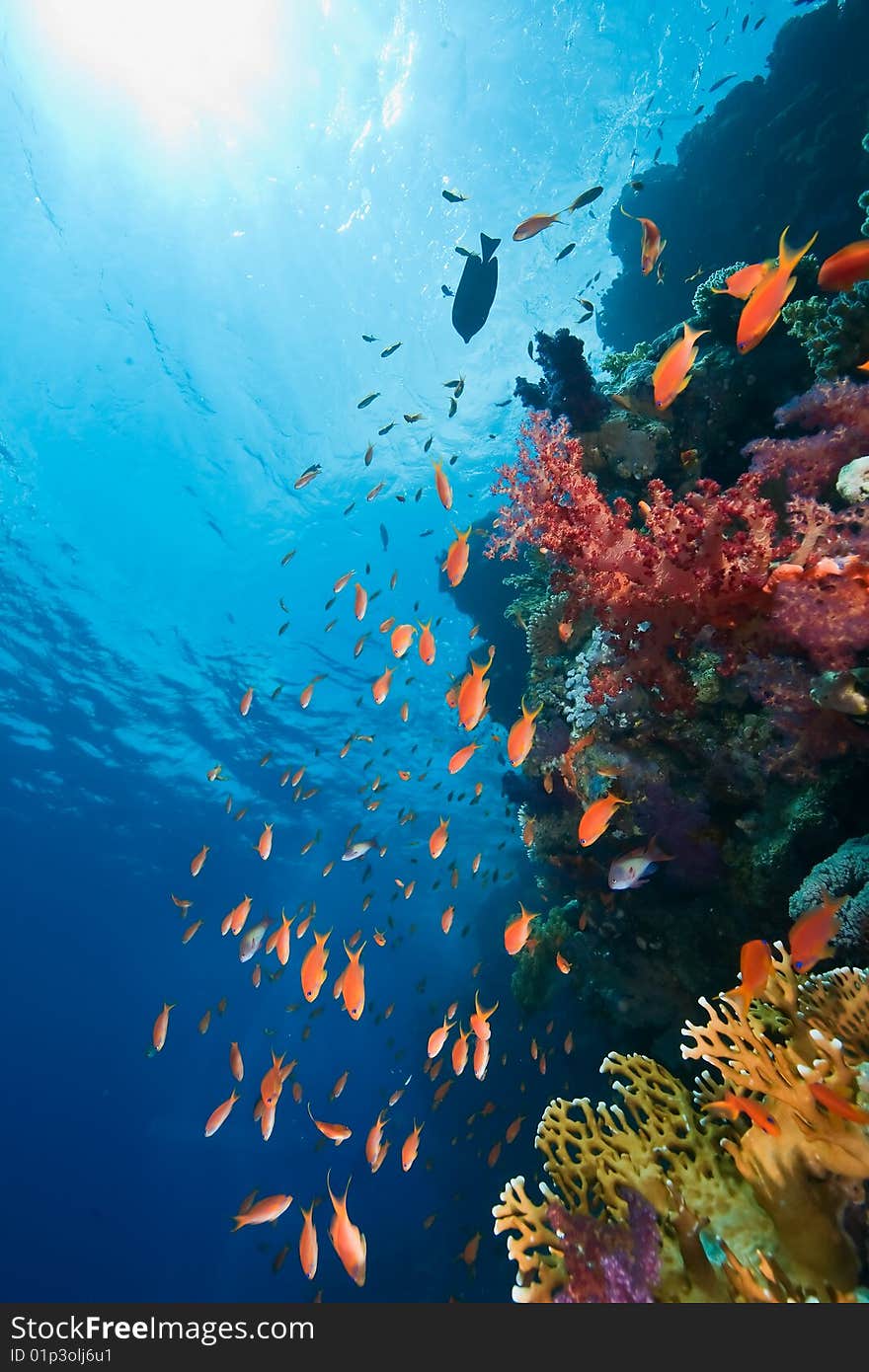 Coral and fish taken in the red sea.