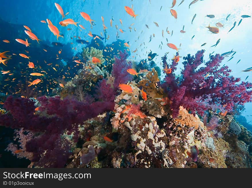 Coral and fish taken in the red sea.