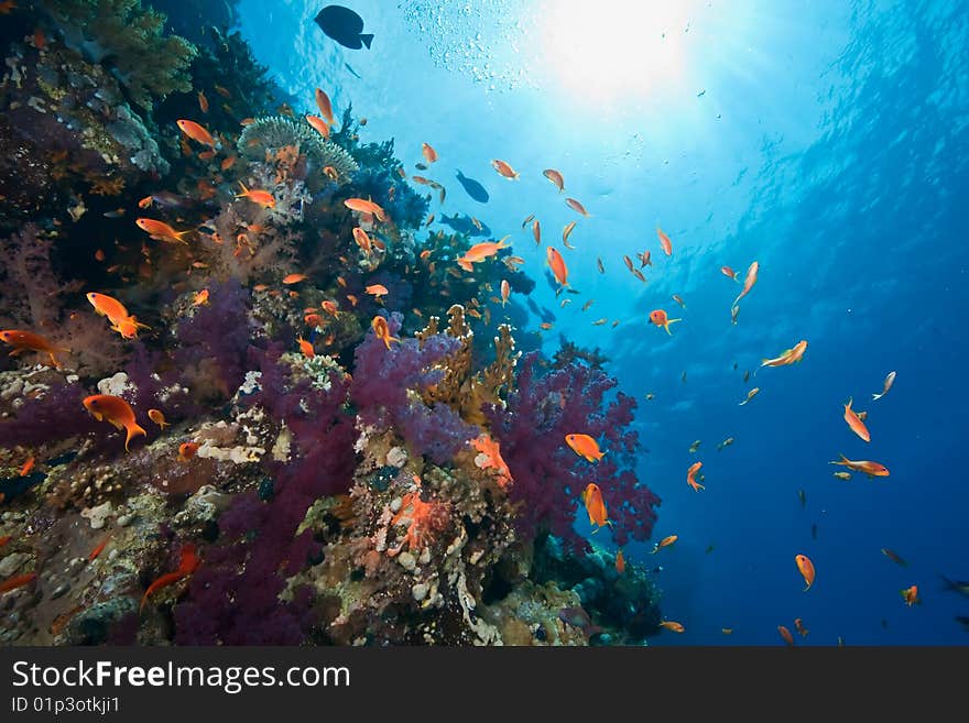 Coral and fish taken in the red sea.