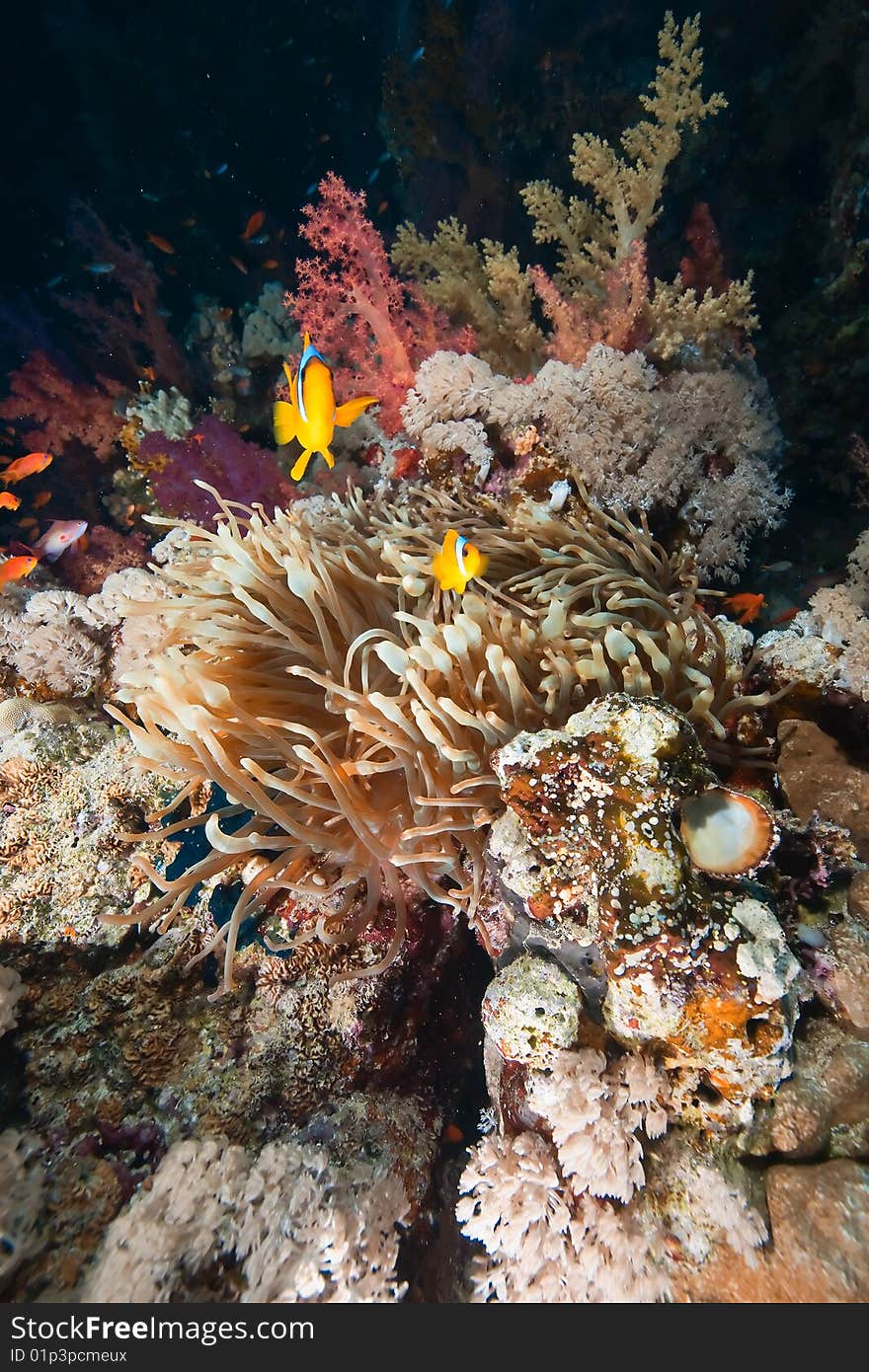 Coral and anemone