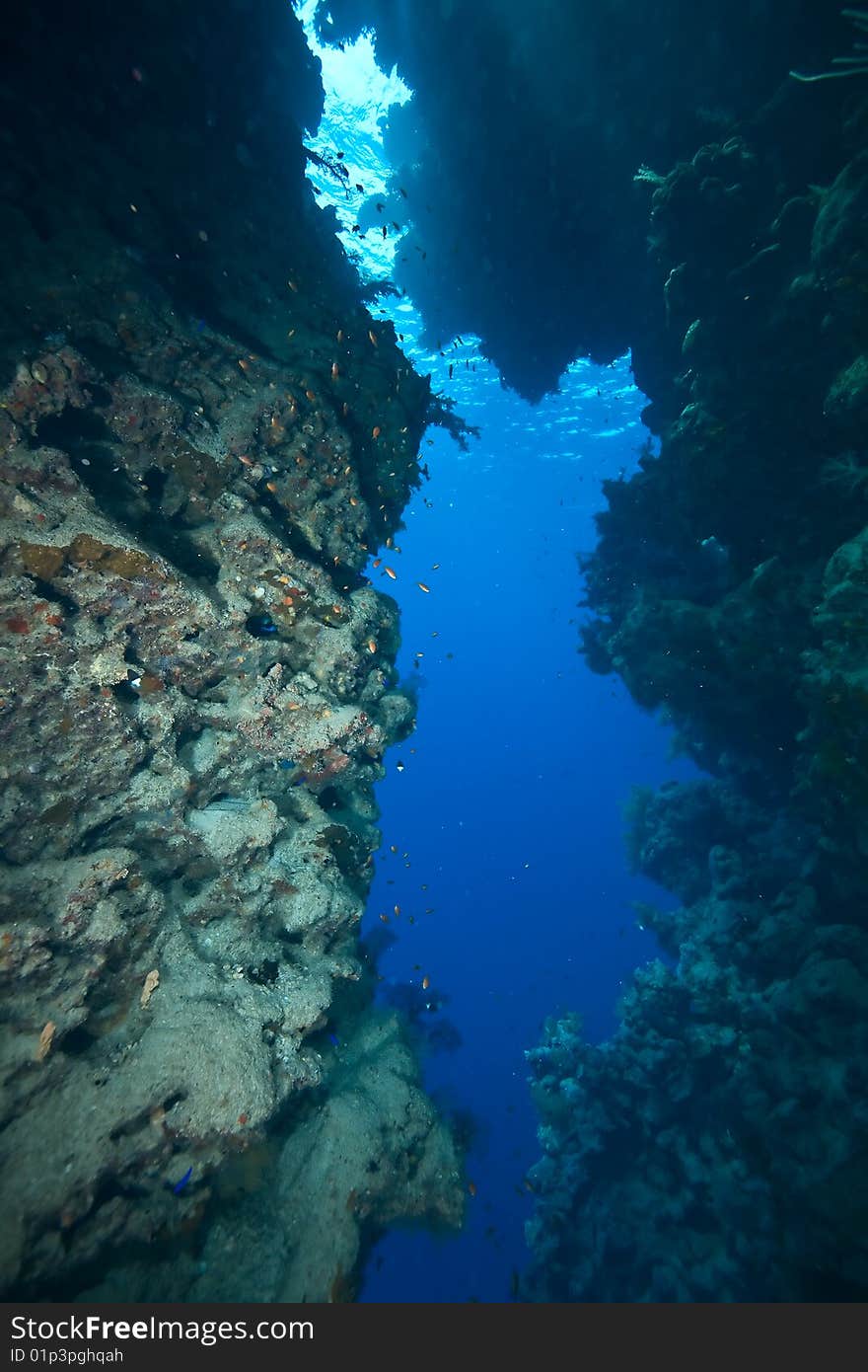 Coral and fish taken in the red sea.