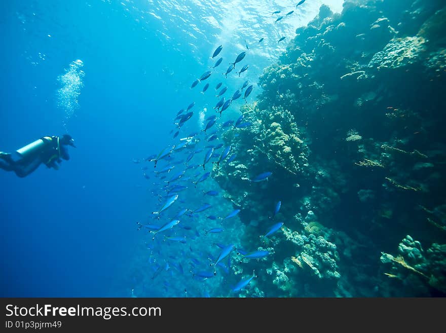 Coral and fish taken in the red sea.